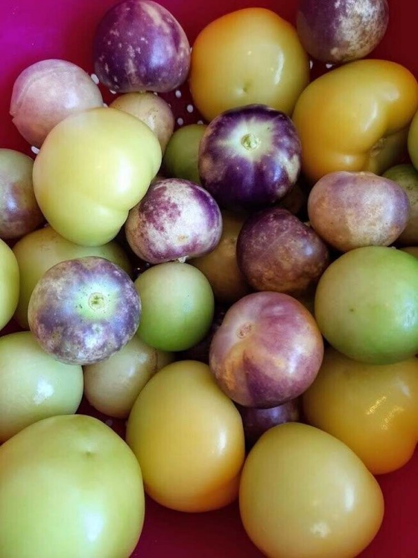 Tomatillo Fóti Landrace Mix - Különleges padlizsánok az Egzotikus Növények Stúdiója kínálatából